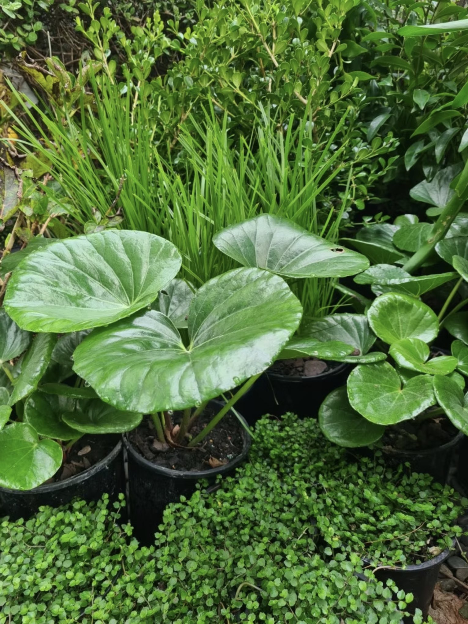 Planting Plans