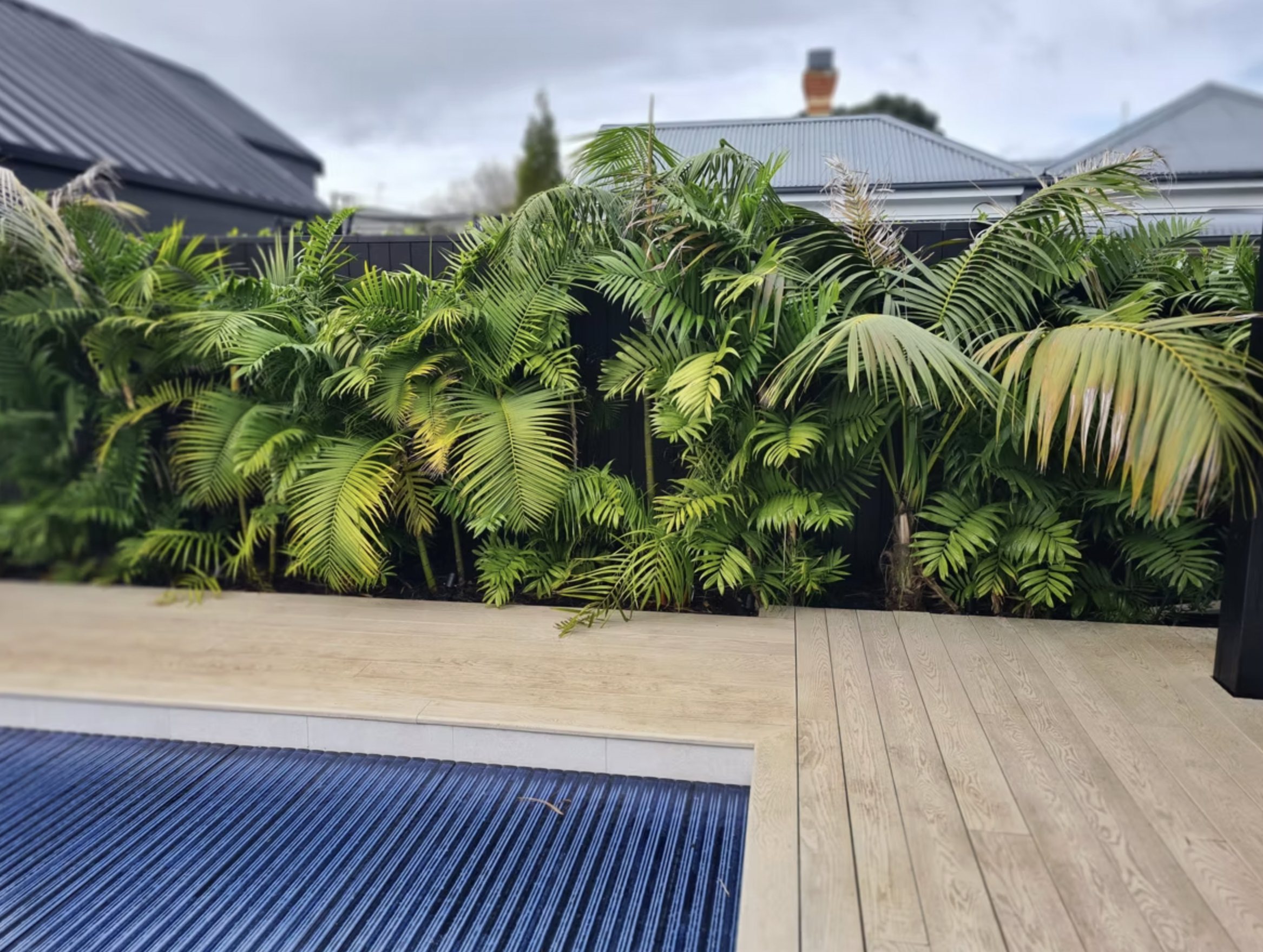 Resort-style pool, timber deck and tropical planting