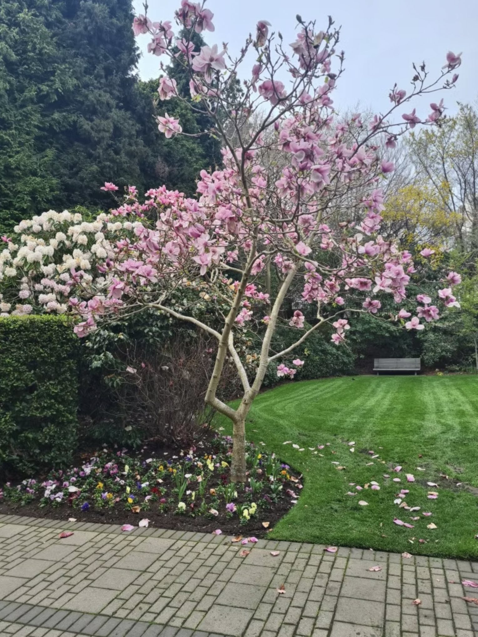 Magnolia in spring bloom over lawn and paving